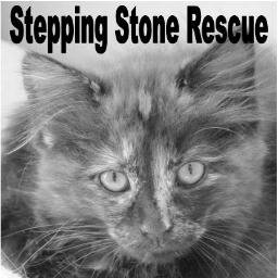 SSR in Wallington is always looking for good loving homes for their cats and kittens. contact us 07958 117595/steppingstonecats@hotmail.co.uk and like us on fb