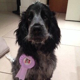 I am a much loved 8 month old blue roan cocker pup who loves socks, food and getting up to mischief with my doggy friends.