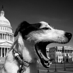 GW Animal Advocates seeks to provide educational outreach as well as organize advocacy-based initiatives to relieve the plight of animals.