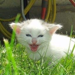 fuadchowdhury's profile picture. I am working as online job for 4 years.