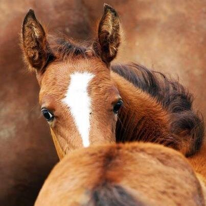 Unbridled enthusiasm for all things Kentucky!