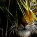 Shere Khan (@_shere_khan_) Twitter profile photo