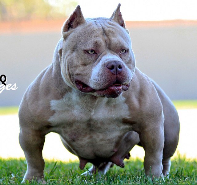 BULLY BREEDER WHO IS ALWAYS WORKING ON BEING THE BEST, GIVE 100% AND KEEP IT 'ONE HUNDRED' ALL DAY!!