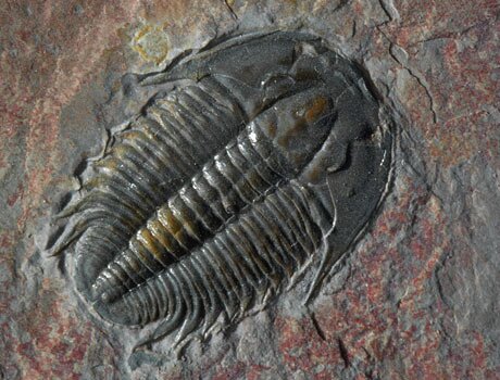 I AM A TRILOBITE AND THESE ARE MY PROBLEMS. 
Just a trilobite, born and raised in south Pangea.