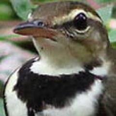 鳥好き。まだまだたくさん見たいから週末はカメラ片手にあちこちに出没。