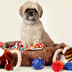 Comfypet sell Pet beds, Pet Toys, dog coats and cat scratchers. we believe a comfy pet is a happy pet.