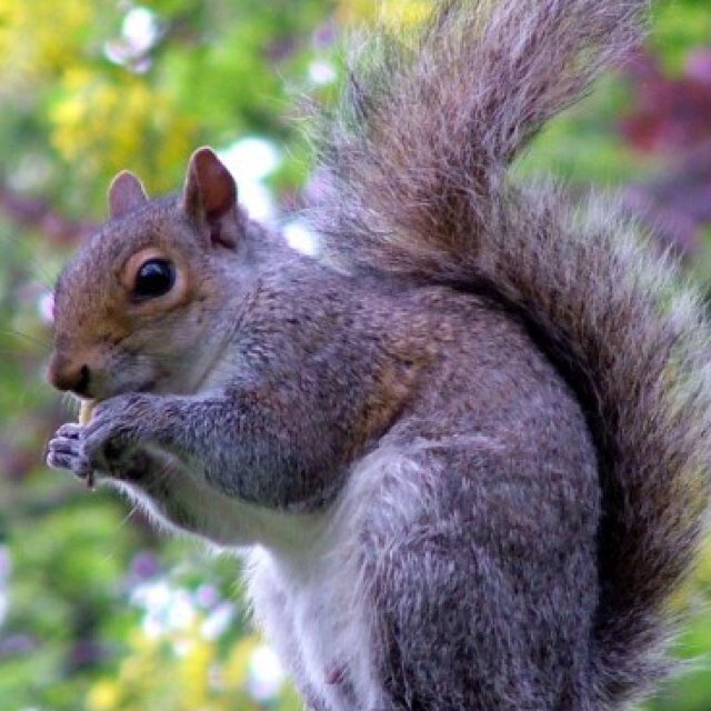 Yeah, youve all seen me. In a tree, by the caf, or going ape shit on a nut somewhere. Im that squirrel.