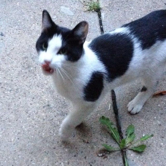 Meow