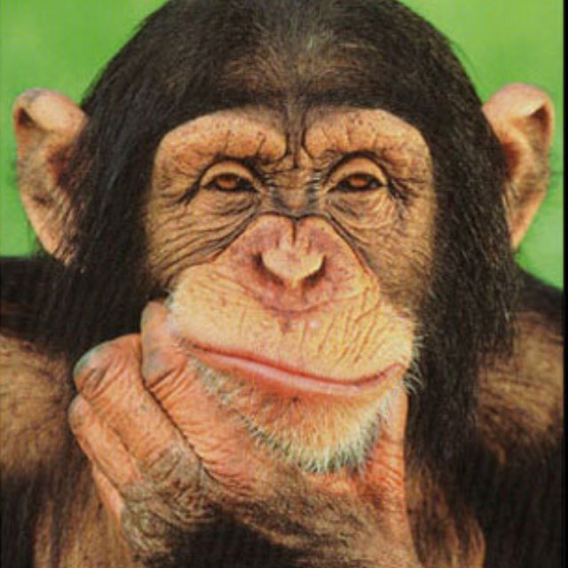 SynchronizeOWS's profile picture. Looks like we started a mass-extinction. Guess thats what happens when we project sloppy beliefs blindly into the ether like drunk snipers.