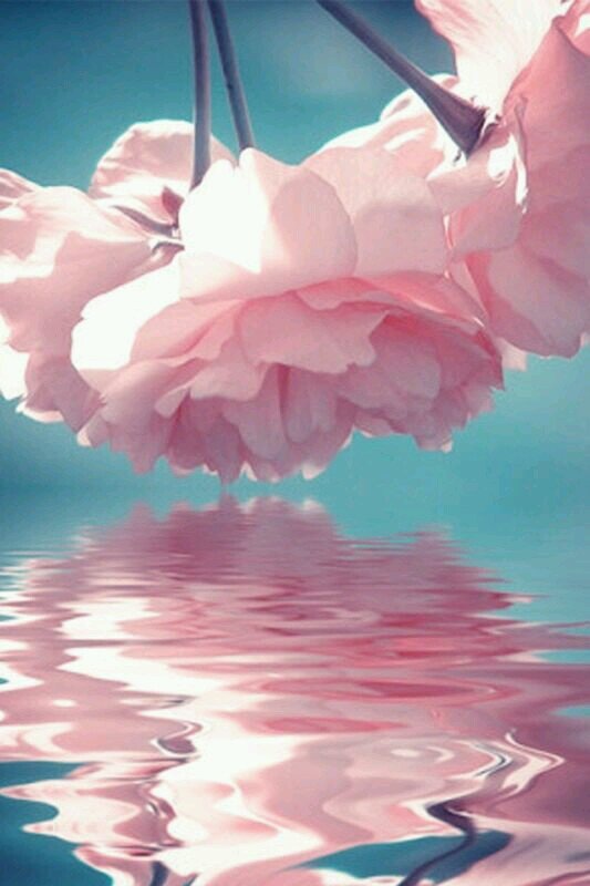 ‏وما للروح دون الله روح وما للقلب من عَونٍ سواه ..( عذراً.. الخاص ممنوع⛔ )..