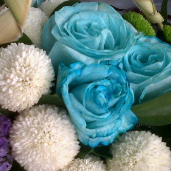 @owlcity.
