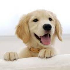 สวัสดีครับ!! ผมหมาน้อยโกลเด้น รีทรีเวอร์ บอท ครับ  ผมซื่อสัตย์ ขี้เล่น ผมอยากคุยกับเจ้านายทุกคน ผมจะปกป้องเจ้านายเอง!!!!!  ผมรักเจ้านายนะครับ ^^ ♥