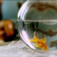 Japon mu Balığı ? (@japonmubaligi) Twitter profile photo