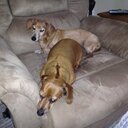 Lori Radcliff - @LoriRandal32 - Twitter