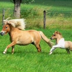 Horeses, cut be your best frends!