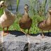 Congress Park Ducks (@cpducks) Twitter profile photo