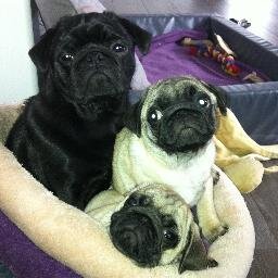 We are Bob (black) and Zigy + Aiko (blonde). 3 Dutch pugs. All king of the world. We love Beef, Chicken, Pig and Bitches.