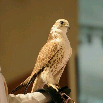 ‏‏‏‏‏‏‏‏‏‏‏‏‏هدفي رضي ربي، الله ورسوله ثم الدين ثم الوطن #خطوط_حمراء #أتشرف_بالجميع..