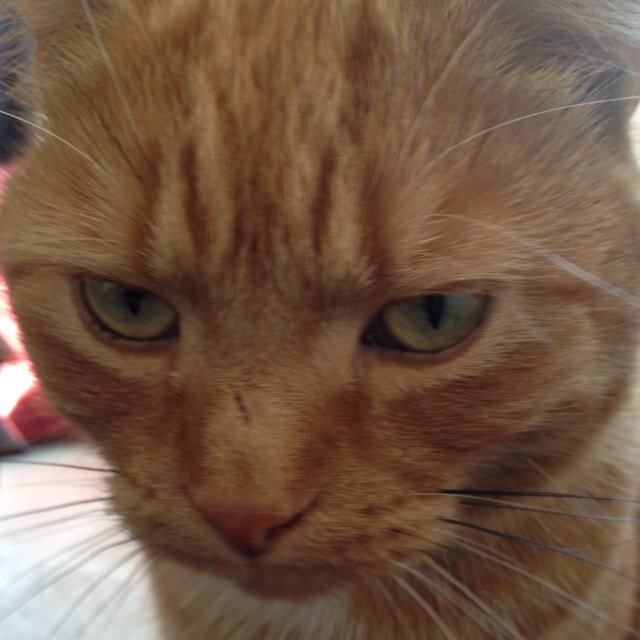 We love all animals but only love good jkind humons .. Belive in karma .we miss audrey mustardsupercat ,roo ewok and shadow and beautiful Scout