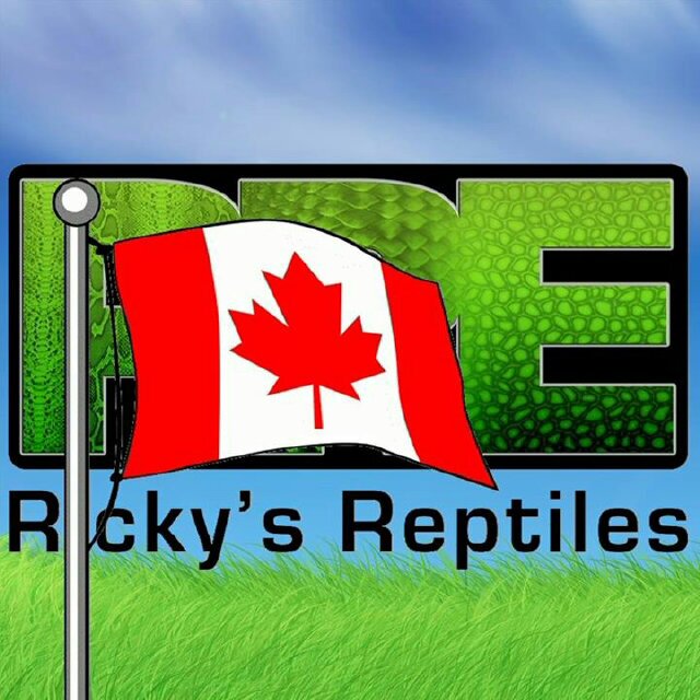 Ricky's Reptiles, producers of designer Ball Pythons