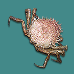 pv21did's profile picture. Di parole si sogna e si gela, si cresce e si cade ..