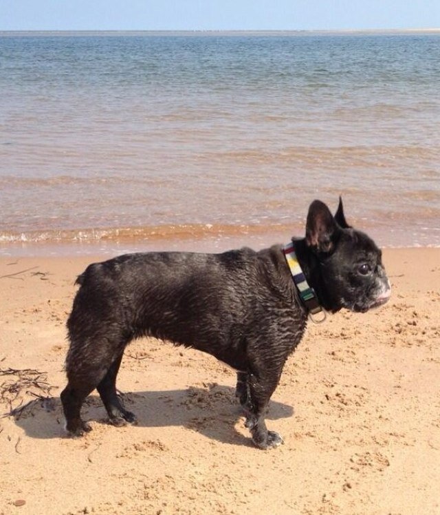 luluthefrenchie's profile picture. a sweet French bulldog who lived  Nov 28, 2001 - Nov 12, 2016. Beloved pet of @margotaustin and @vintageobjects