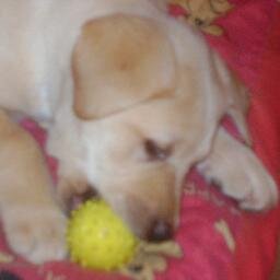 Delahunt2J's profile picture. loves goin on youtube game designer and indie game owner