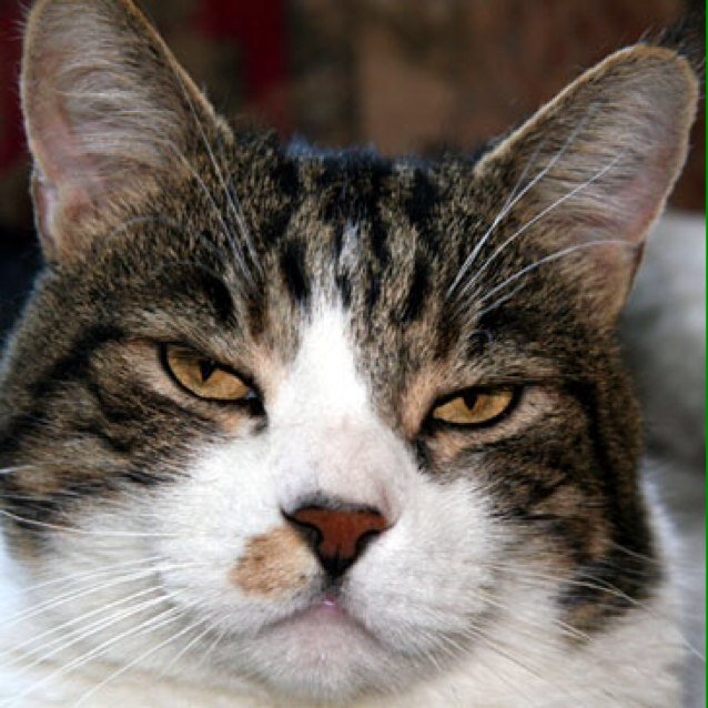 2 good 4 u ; Purr-n down fur what