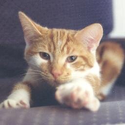 DragonVale addict. Wouldn't mind a cat with thumbs. Enjoys thinking about material culture.