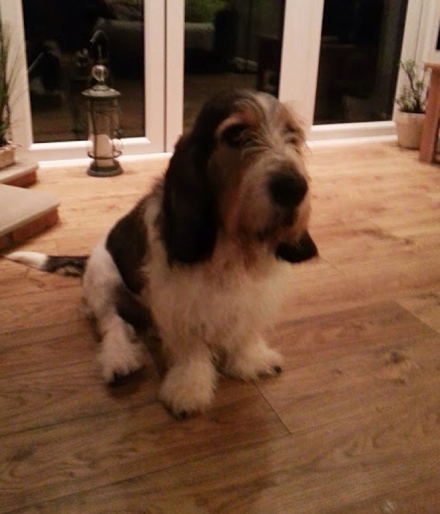 Hello im reggie im a grand basset griffon vendeen crossed with a basset hound,i love to go on walks and adventures with my family!follow me&ill follow bk!:):):)
