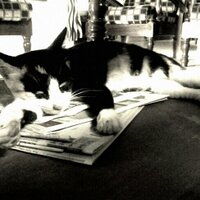 Meshach M. Dhas (@meshachmdhas) 's Twitter Profile