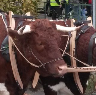 hermann2802's profile picture. 