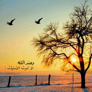 kinh_rashed's profile picture. 