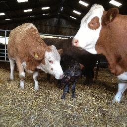 NJ15767944's profile picture. Cotswold family farm , suckler beef & arable.Contracting,conservation , Glos. R.A.B.I.