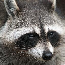 Author. Philanthropist. Part - time astronaut. Descendant of the Gods. Mother of three. Rabies free.