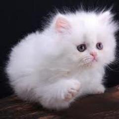mother of all CATS