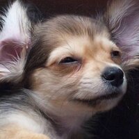 さあん (@1124lily) 's Twitter Profile