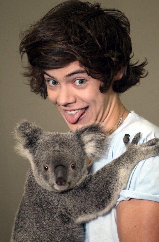 Love Bug. 1D gal. Wife of Harry. Follow For Follow: That's My Motto :)