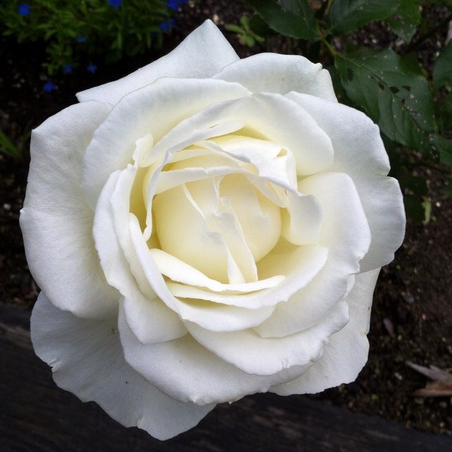 fiahedin's profile picture. 