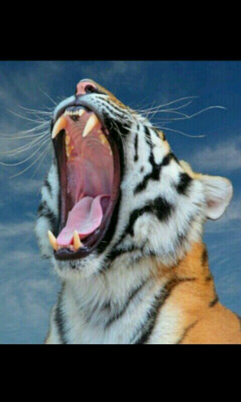 awed4445's profile picture. 