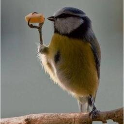 vanwhebin's profile picture. 