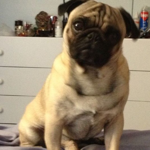 eveniacenteno's profile picture. 