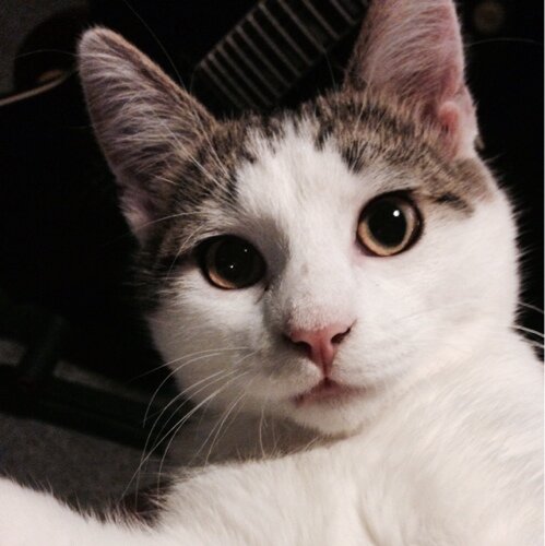 I'm a cat. I use to live with @daspliff. I like catnip. I'm a cat.