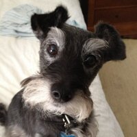 Lisa_DeC (@lisa_dec) 's Twitter Profile