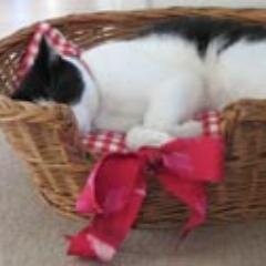 Felix formerly from @bcdh . Lives with one cat housemate. Mostly follow other cats.