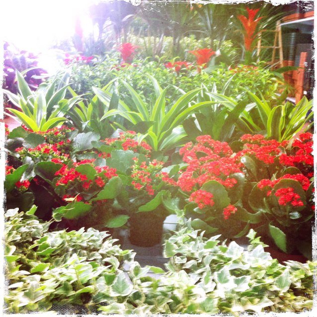 GardenElOlivo's profile picture. Plantas de exterior e interior. Productos de jardinería. Decoración exterior e interior