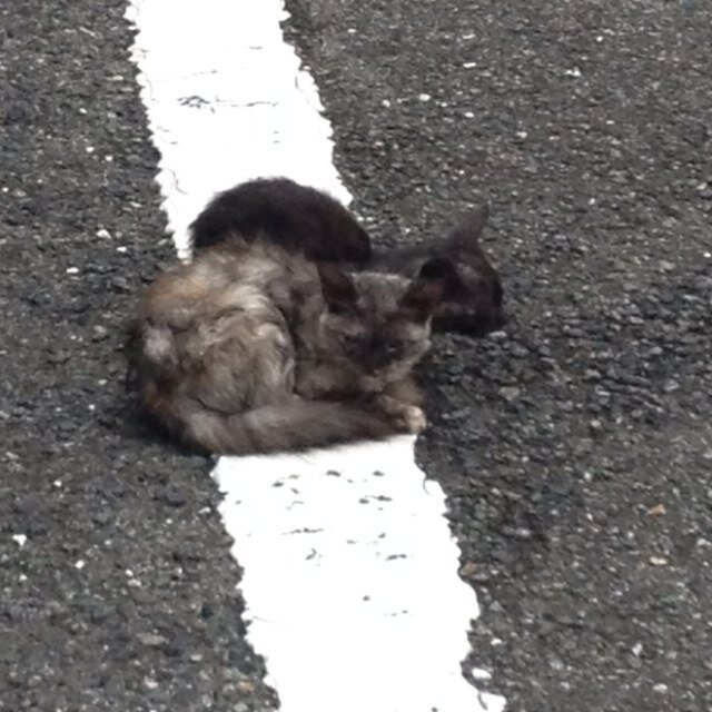 黒猫のウィズ4年ぶりに再開いたしました。
フォローお気軽にどうぞ😆👍