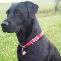 Bowman's Premium (@bowmanspremium) Twitter profile photo