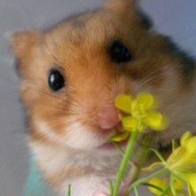 癒し系 ハムスター画像 Prettyhamster1 Twitter