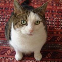 Susie Olivier ๐ (@skybed) 's Twitter Profile